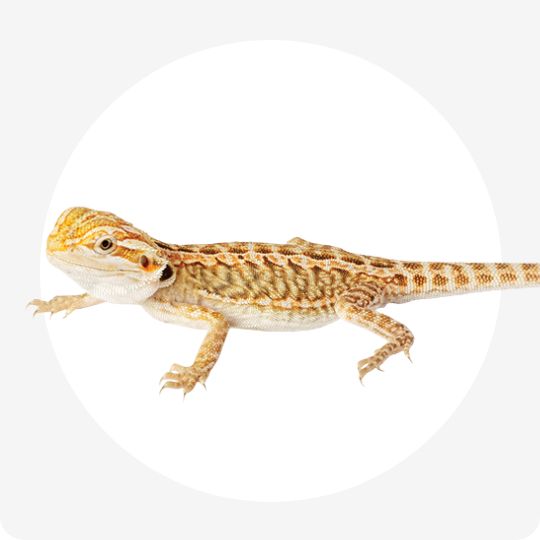 Bearded dragon