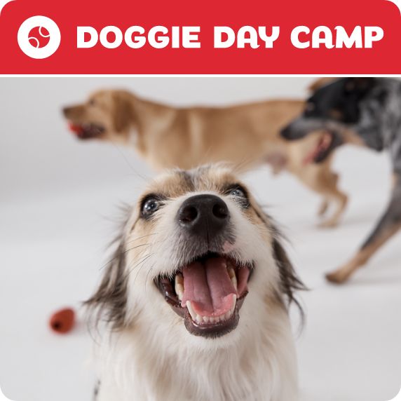 Doggie Day Camp logo and three dogs playing