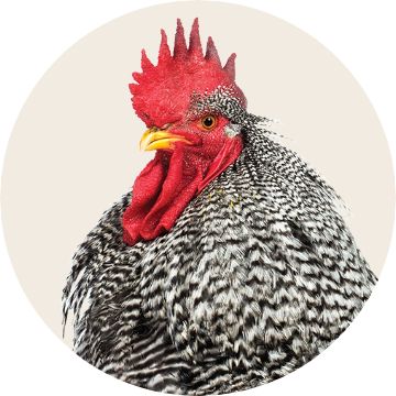 Image of a chicken