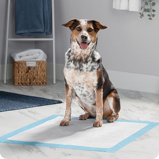 Dog sitting on a dog pad