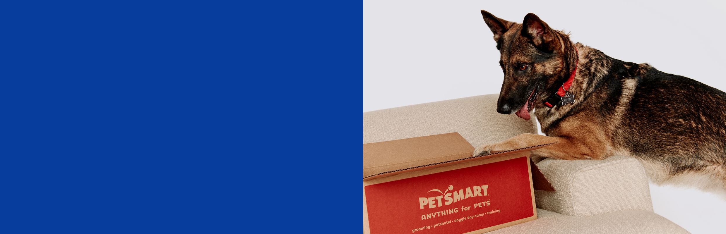 Dog pawing a PetSmart shipping box on a couch. 