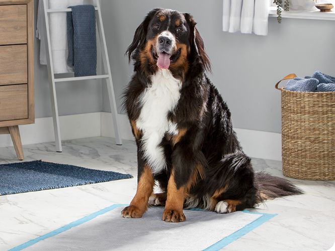 Dog sitting on a disposable pad