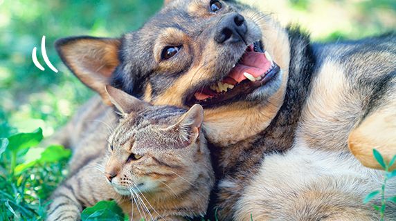 Happy cat and large dog nuzzling. 