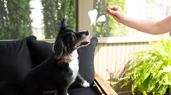 Excited dog about to receive a greenies dog treat