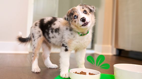 Small dog happy to eat Greenies dry dog food. 