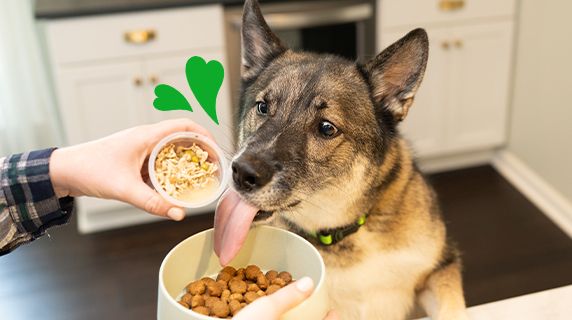 Dog with tongue out ready to eat dry dog food while human pours food topper. 