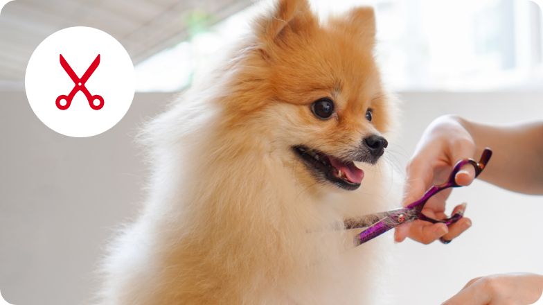 A dog getting groomed and a grooming icon