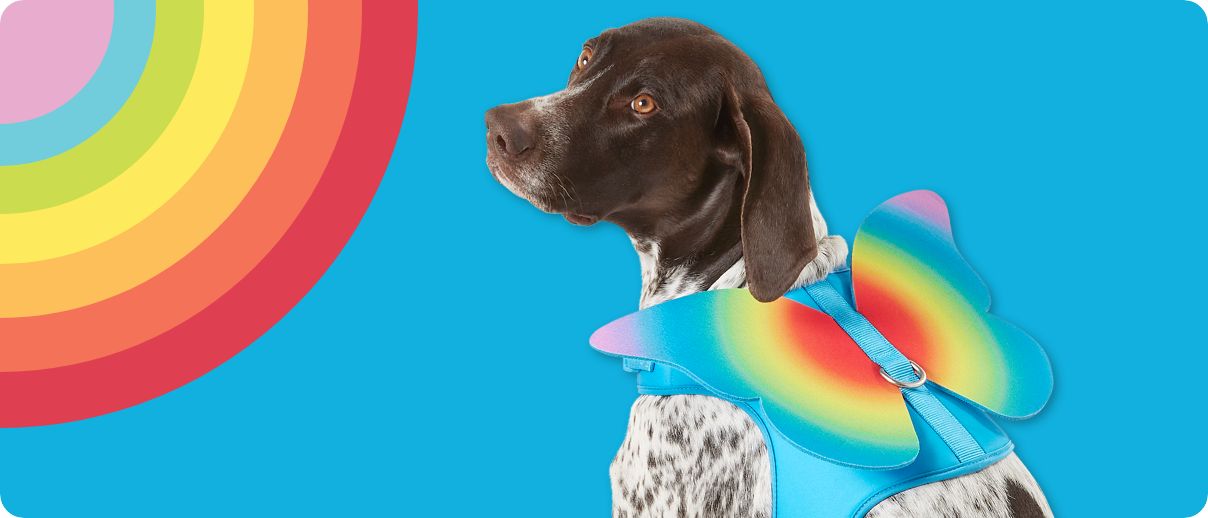 Dog with butterfly wings costume in rainbow colors