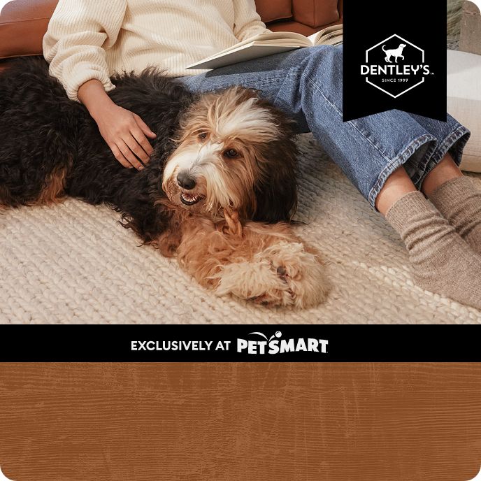 Large dog with crop of pet parent from waist down in home setting, exclusively at PetSmart text and Dentley's logo