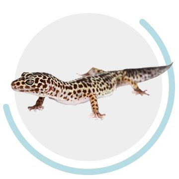 brown spotted lizard