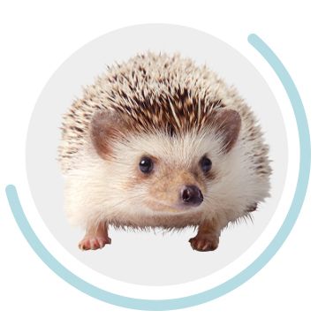 white and brown hedgehog