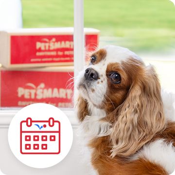 Petsmart flea and outlet tick for dogs