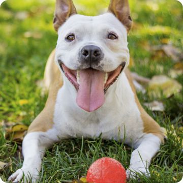 Petsmart frontline outlet for dogs