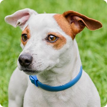 Flea medicine for dogs hotsell at petsmart