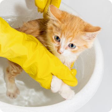 Flea shampoo clearance for cats petsmart