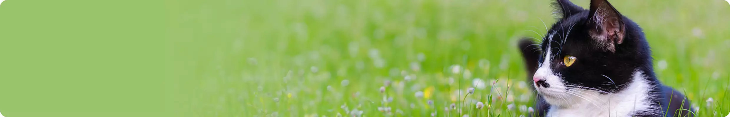 A cat outside in a field