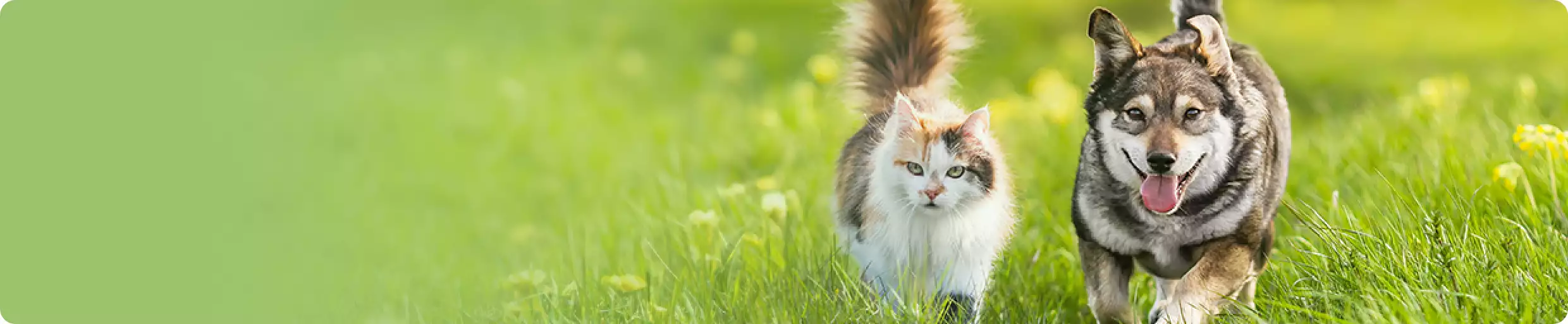 A cat and a dog running outside in the grass together