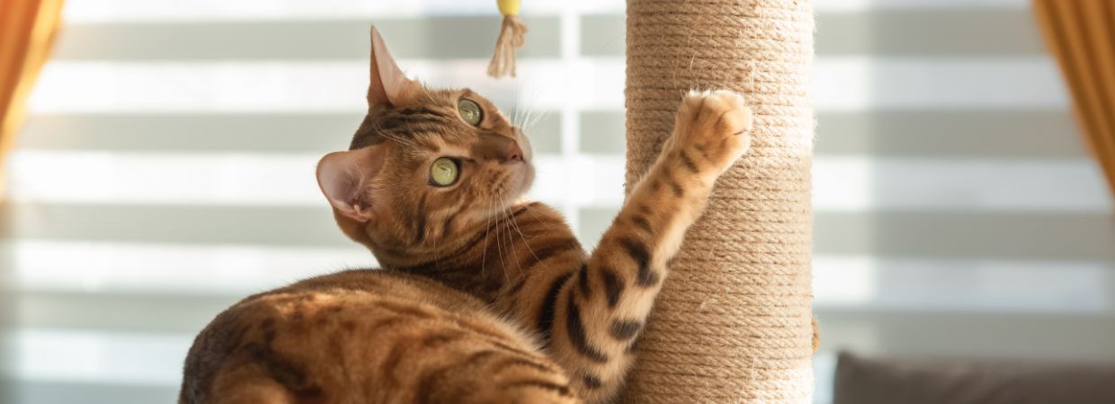 Petsmart cat furniture best sale