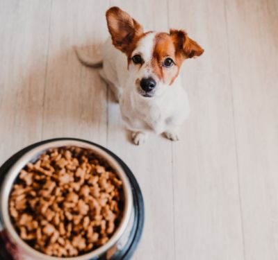 How to Choose the Right Dog Food