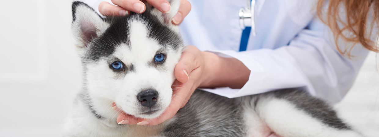 how long after puppy vaccination is immunization achieved