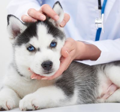 Puppy Vaccinations: When to Get Them and Why