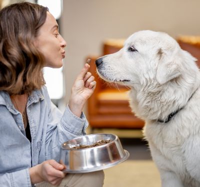 Senior Dog Food: Nourishing Your Aging Companion