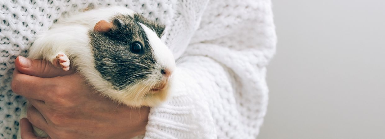 Guinea pig gnawing block best sale