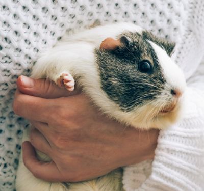 How to Take Care Of Your Guinea Pig