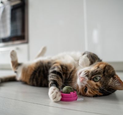 Why Cats Go Crazy for Catnip