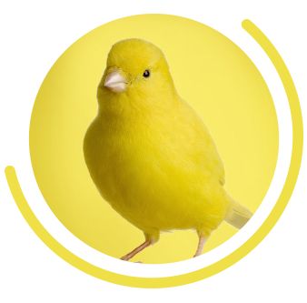 Canaries for sale store petsmart