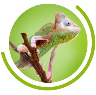 Veiled 2024 chameleon petsmart