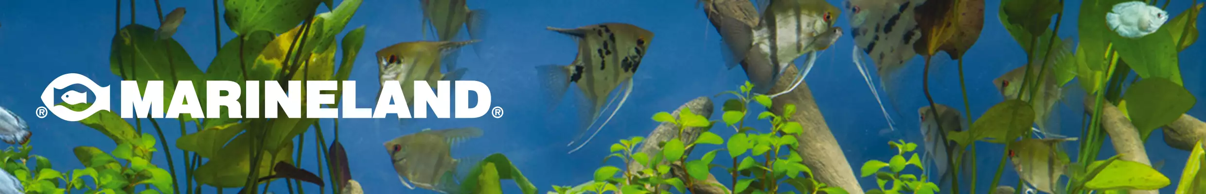 Image of fish swimming through plants with Marineland logo. 