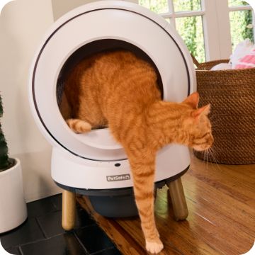 Cat leaving a petsafe automatic litter box