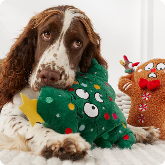 Dog laying with a Christmas tree plush toy and gingerbread plush toy
