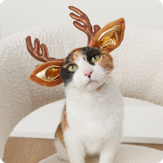 Cat wearing reindeer antlers headband