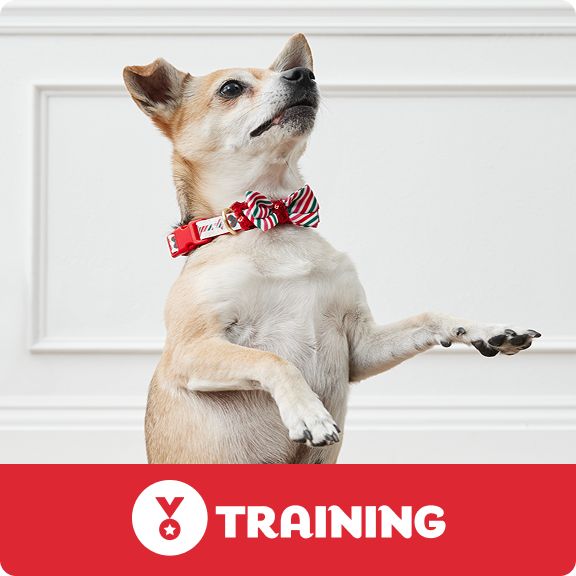 Training logo and a white dog wearing a holiday bowtie collar