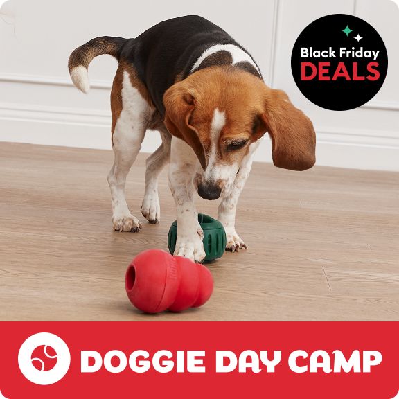 Training logo, Black Friday Deals lockup & a dog playing with toys