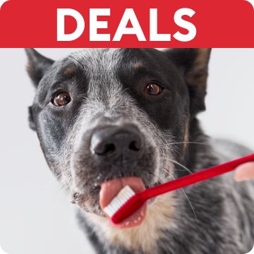 Deals text and a dog getting their teeth brushed