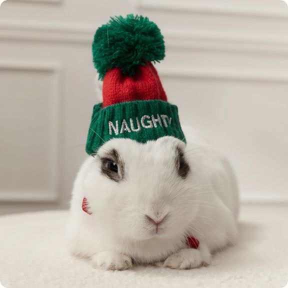White bunny in a green & red ‘Naughty’ winter hat sitting on a light carpet