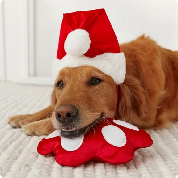 Golden retriever in a Santa hat & collar lying on the floor