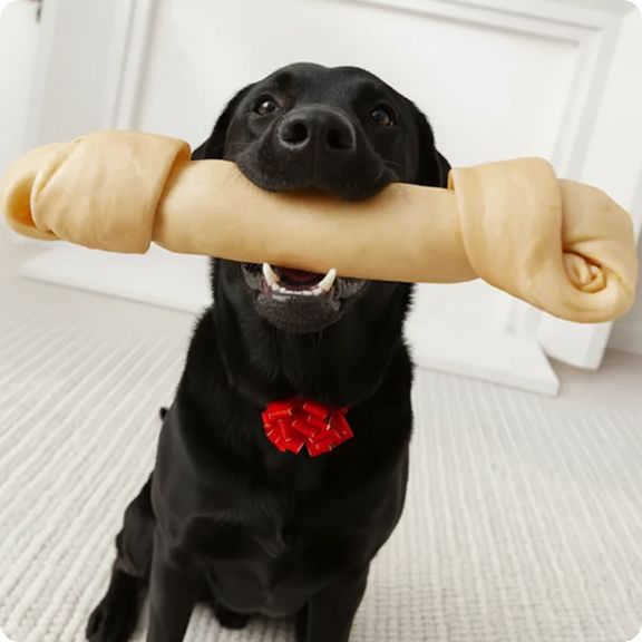 Black dog holding a giant rawhide bone toy in their mouth