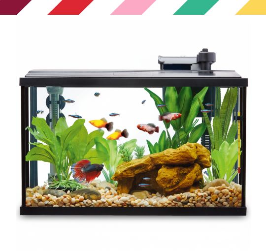 Fish aquarium