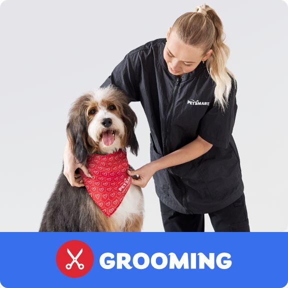 Dog wearing a holiday bandana