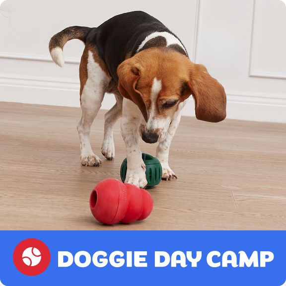 Dog playing with toys