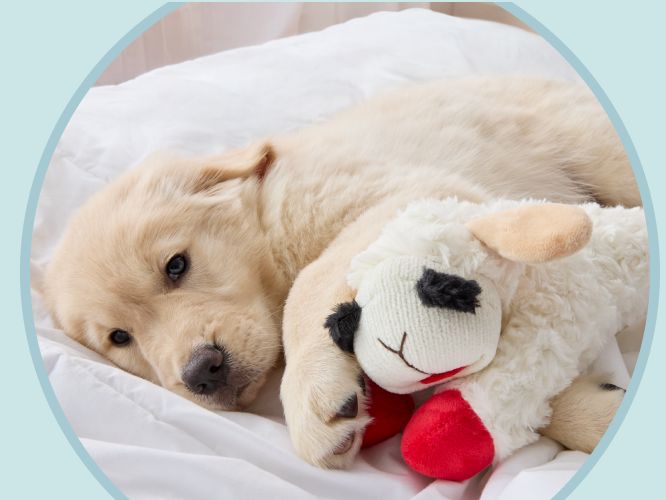 White puppy laying with a plush lamb