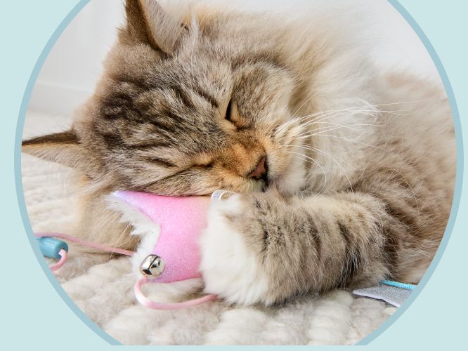 Kitten snuggling with a toy