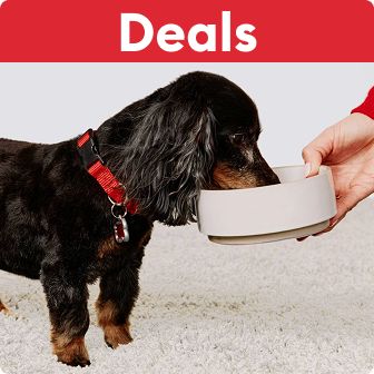 Dog eating from a bowl that a pet parent is holding