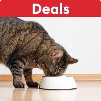 Cat eating from a bowl on the floor
