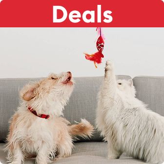 A dog & cat playing with a toy indoors