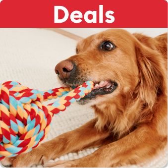 Deals text and a dog pulling on a colorful rope toy